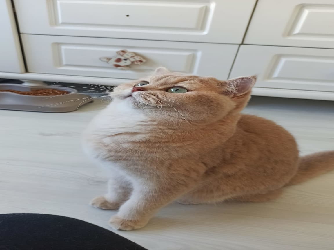 Yeni yuvasını arıyor  - Pet Patim