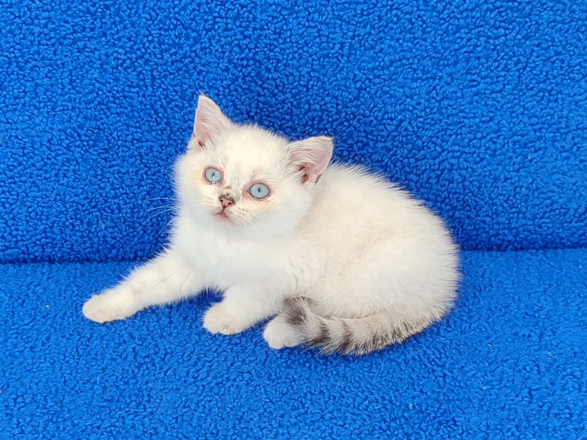 YENİ YUVASINA GİTMEYE HAZIR  BRİTİSH PONÇİK - Pet Patim