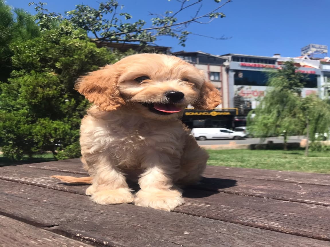 En microsu en özeli benim olsun isteyenlere  - Pet Patim