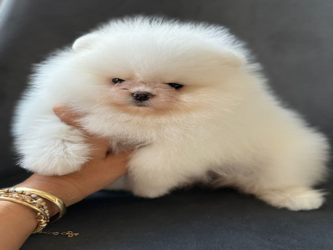 Pomerian Boo  - Pet Patim