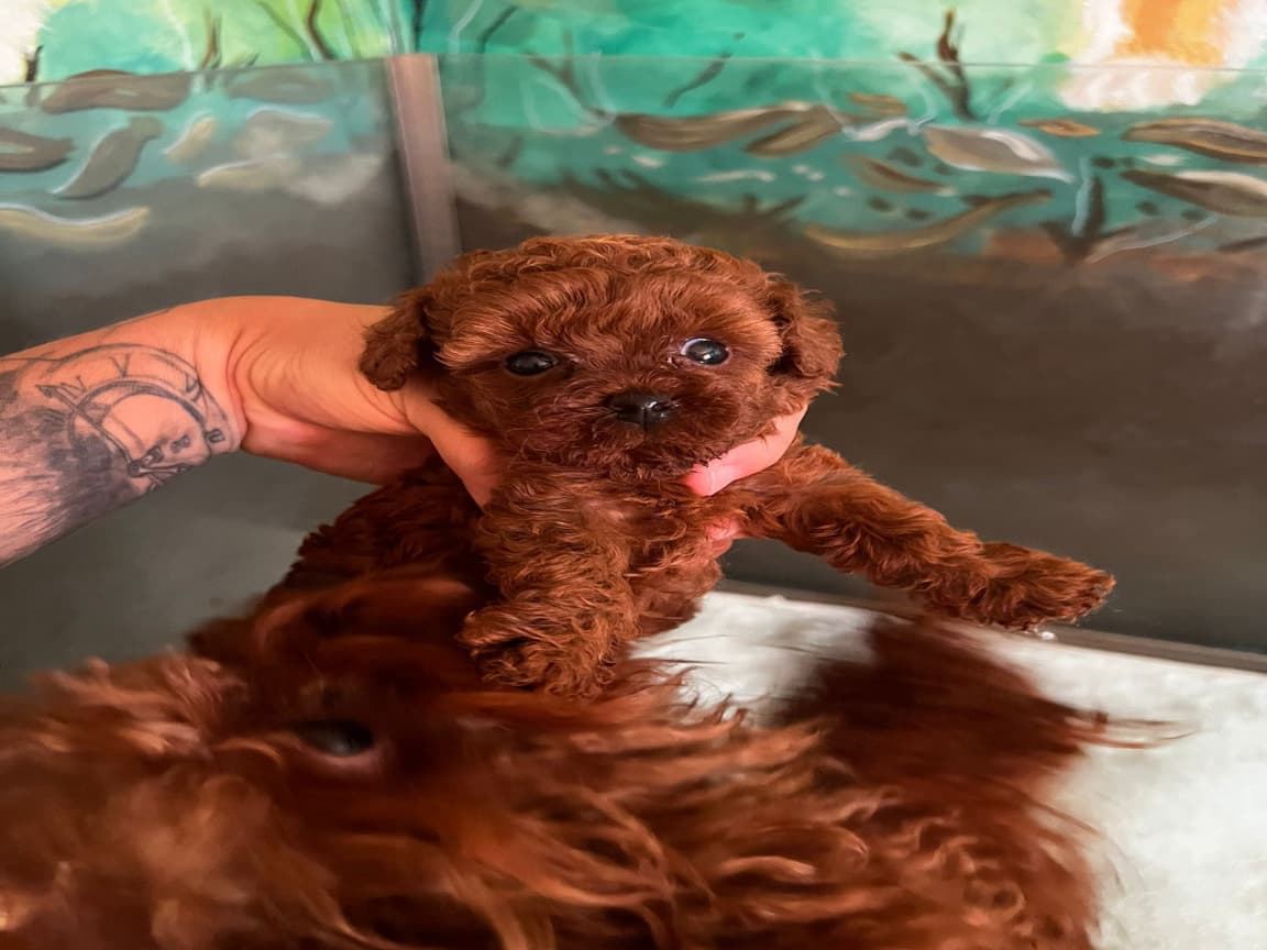 Toy Poodle Kore  - Pet Patim