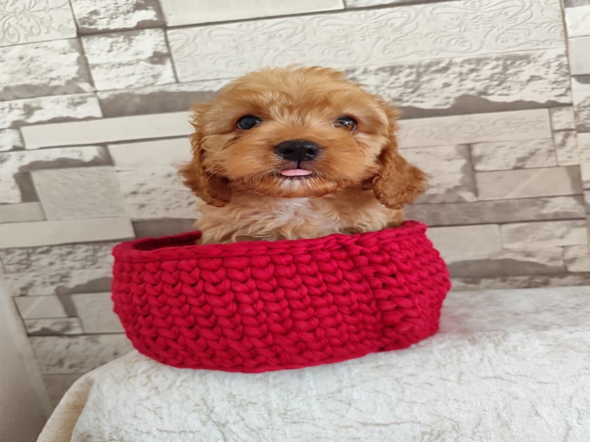 2.5 aylık toy poodle yavrularım  - Pet Patim