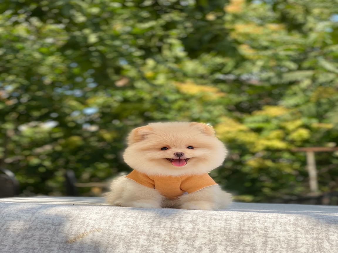 Sevimli safkan pomerinian yavrularım  - Pet Patim