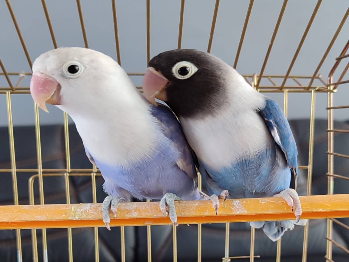 MUTASYON CENNETLER TESLİME HAZIRDIR - Pet Patim