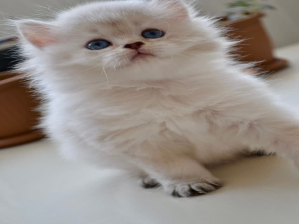 British Longhair Golden Point - Pet Patim