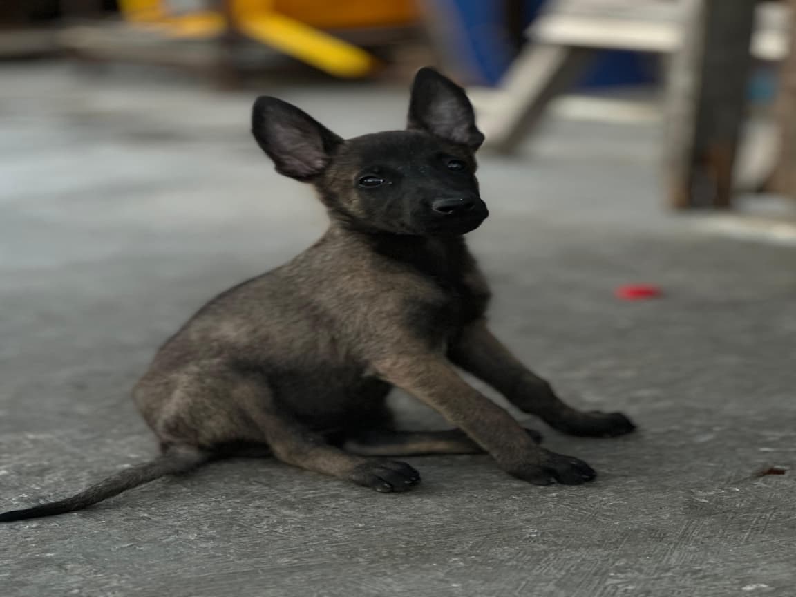 Malinois bebekler  - Pet Patim