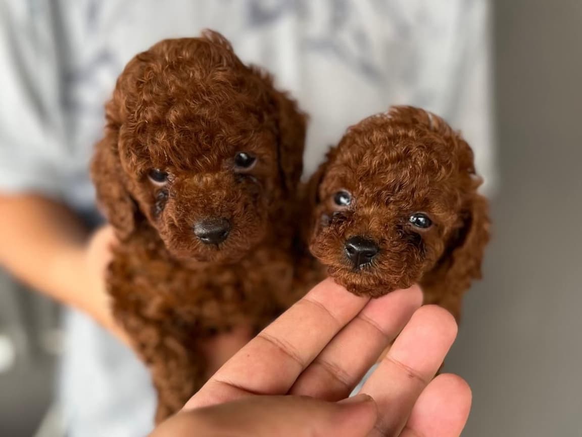MÜKEMMEL GÜZELLİKTE SAĞLIK GARANTİLİ PONÇİKLER - Pet Patim