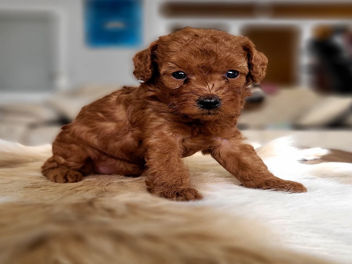 Kore kan Poddle yavrumuz kıvır kıvır - Pet Patim