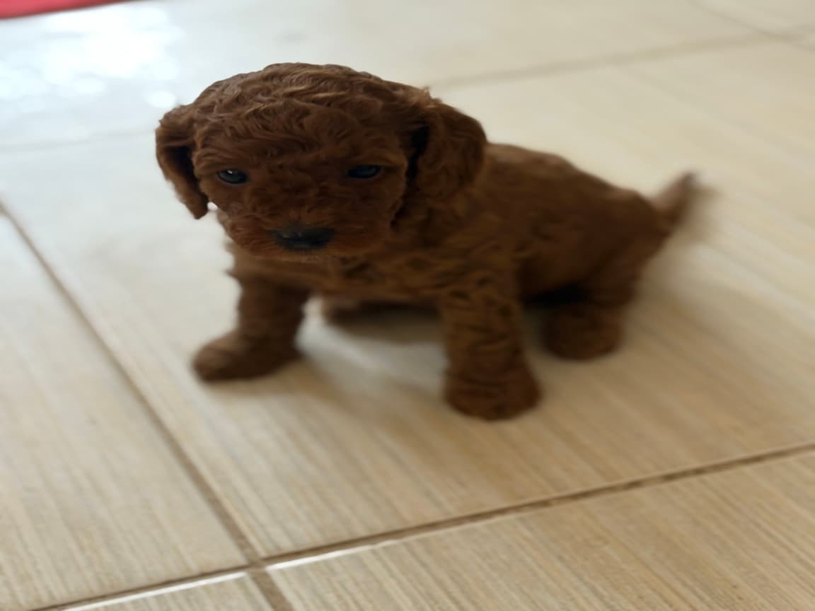 Evde büyüyen şirinler - Pet Patim