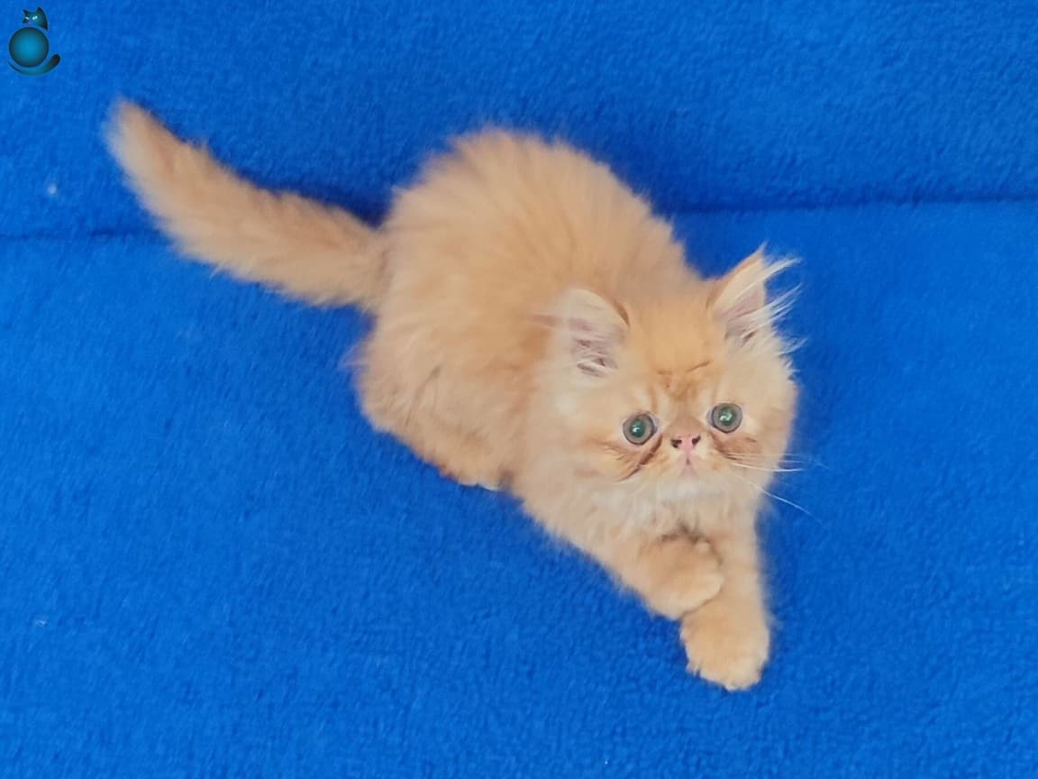 ORJİNAL İRAN ARAYIPTA BULAMAYAN ARKADAŞLAR BUYRUN - Pet Patim