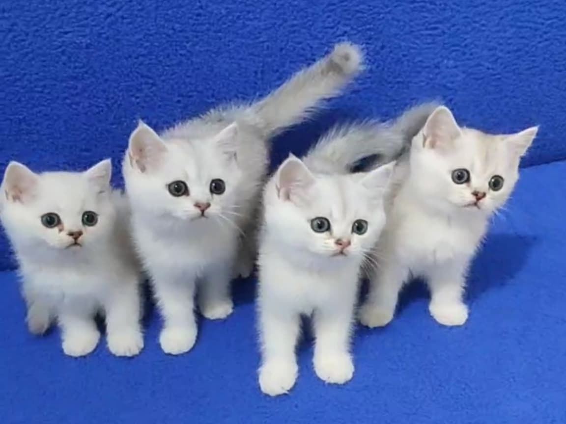 Silver ponçikler teslime hazırdır - Pet Patim