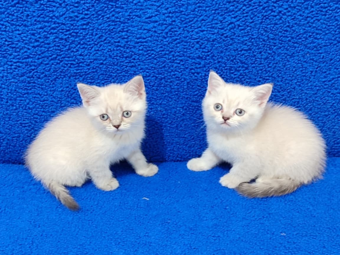 KAÇMAZ GÜZELLİKTE MAVİ BONCUKLAR - Pet Patim