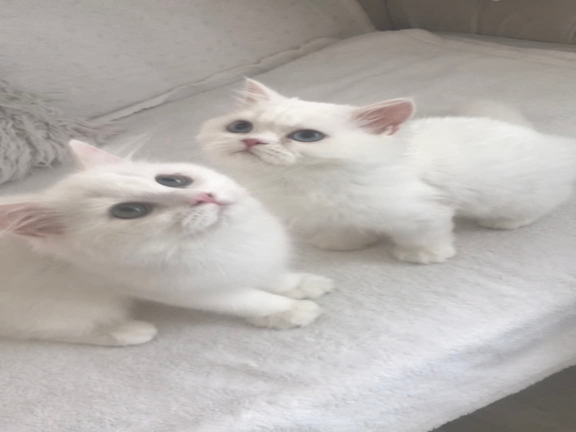Longhair güzel bebeklerim  - Pet Patim