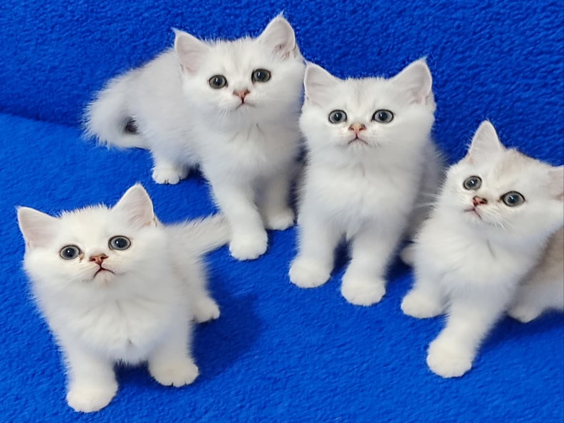 MÜKEMMEL BRİTİSH PONÇİKLER TESLİME HAZIR - Pet Patim
