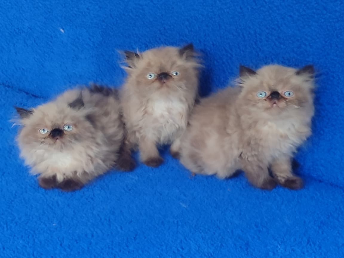 MÜKEMMEL TESLİME HAZIR İRAN PONÇİKLER
