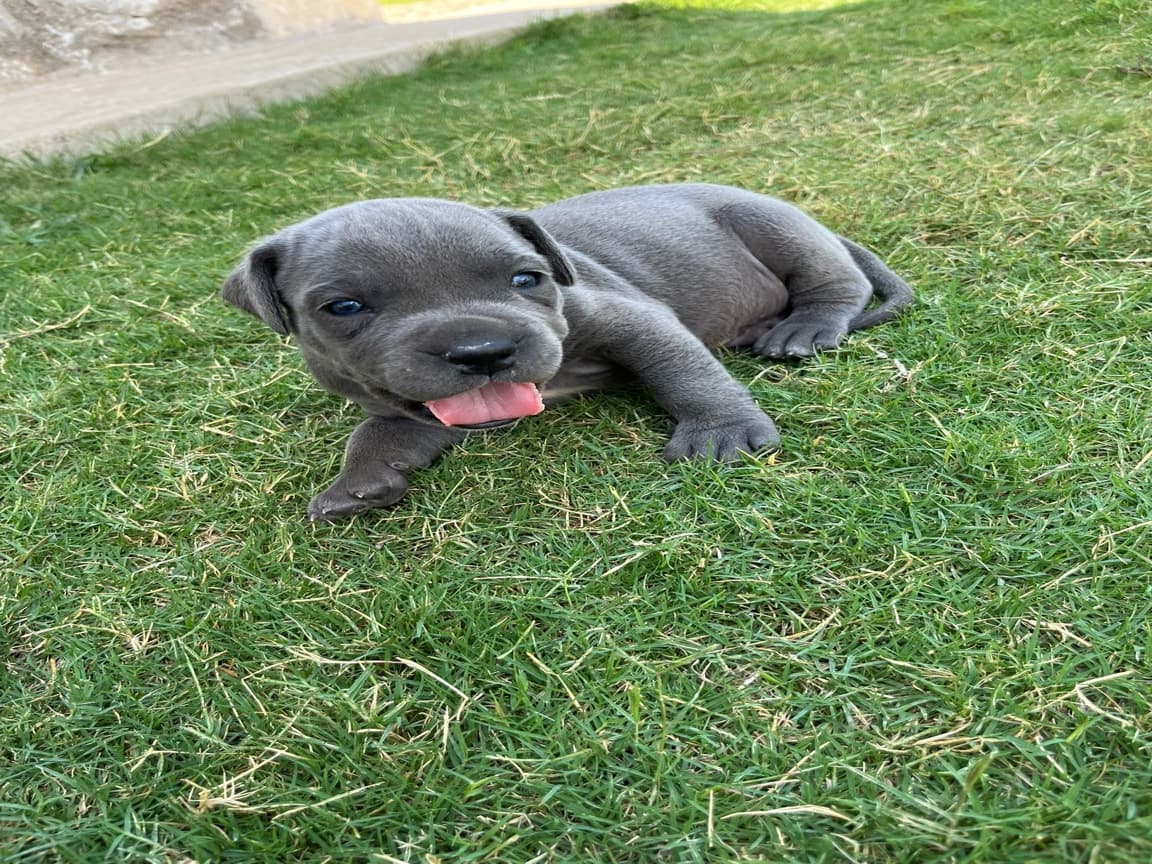 Cane Corso bebekler  - Pet Patim