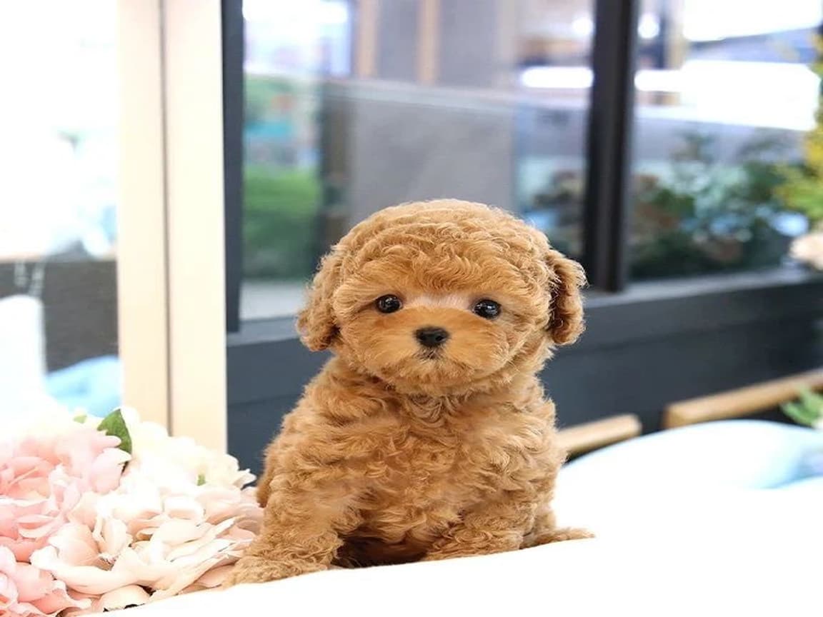 A Kalite Pofidik Toy Poodle