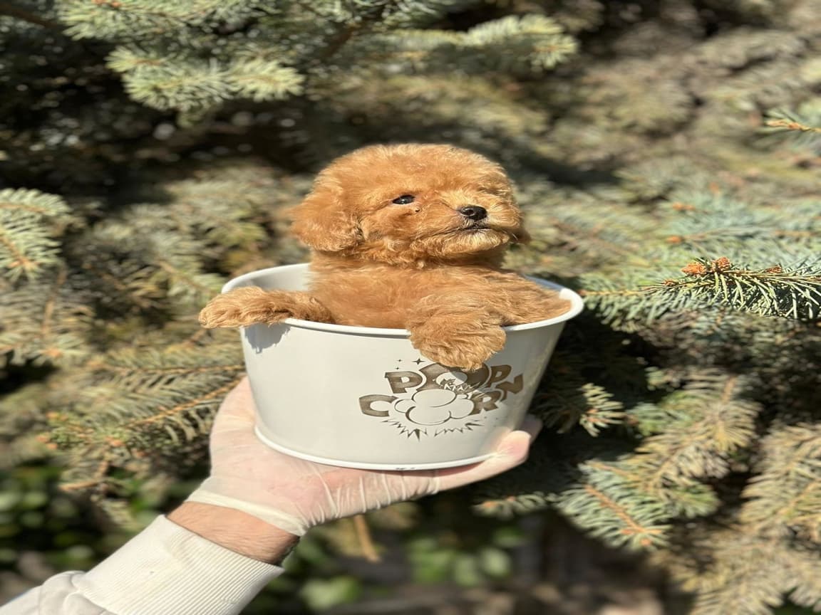 Scrli A Kalite Toy Poodle Yavrular