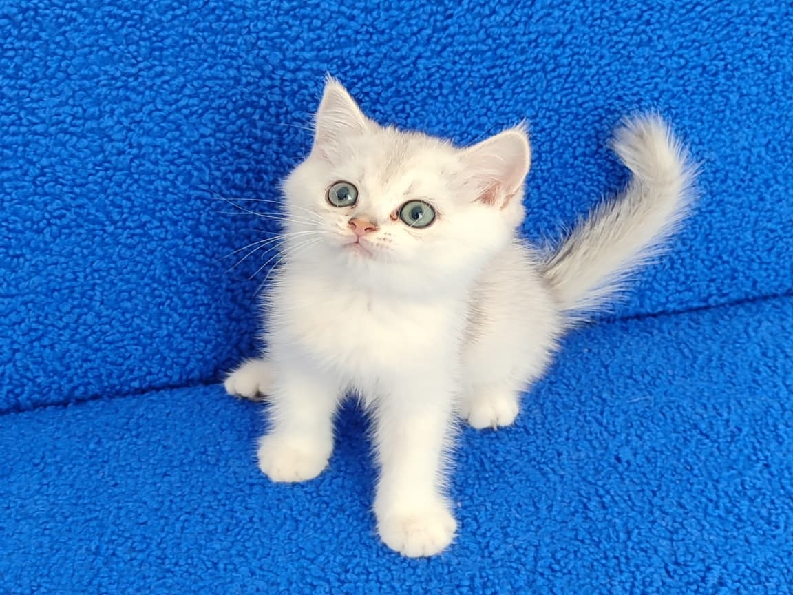 KAÇMAZ GÜZELLİKTE BİR PONÇİK  - Pet Patim