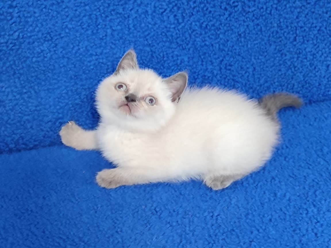BU GÜZELLİK BULUPOİNT YENİ YUVASINI ARIYOR - Pet Patim
