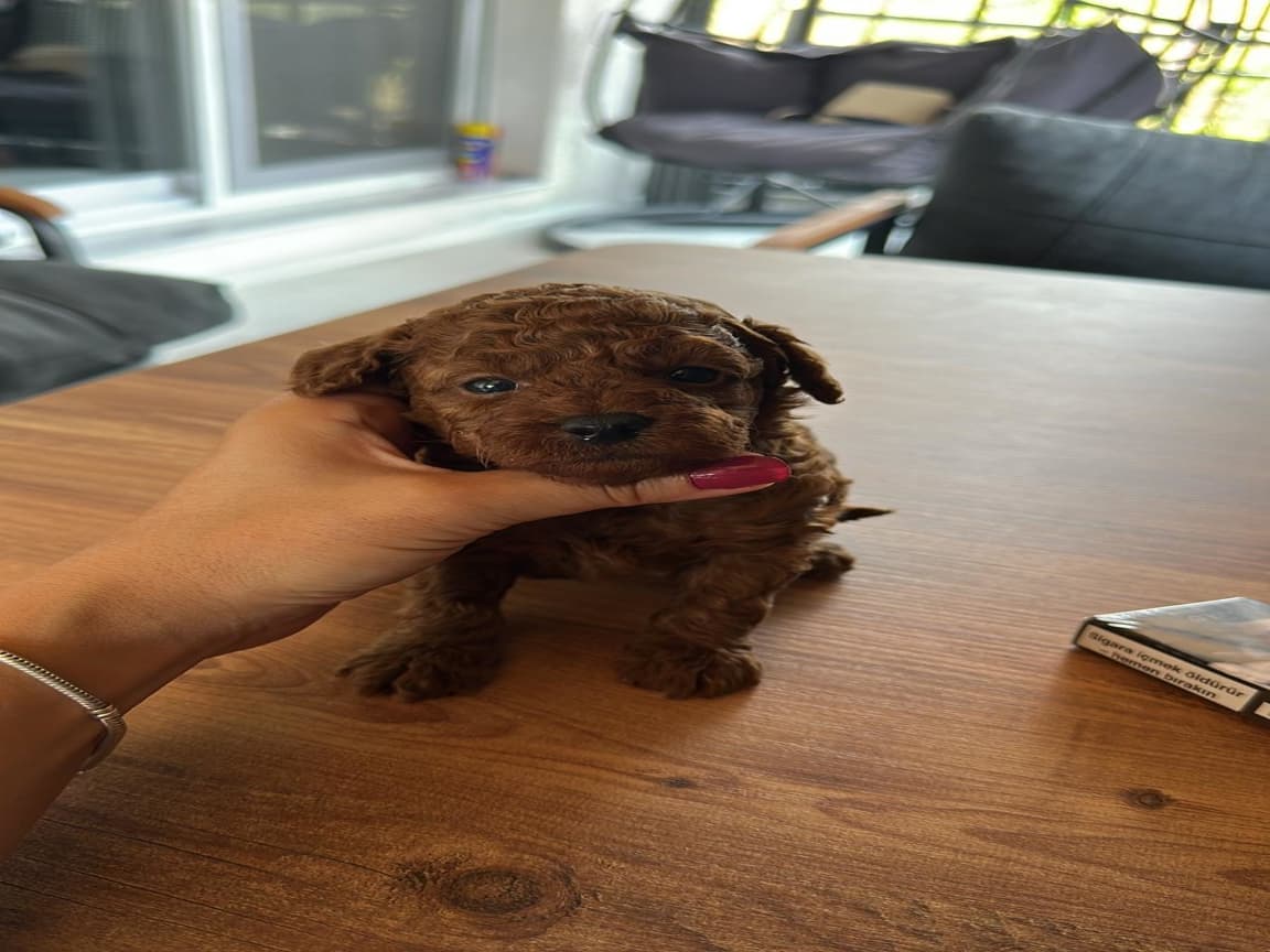 Red Toy Poodle Kore Kan - Pet Patim