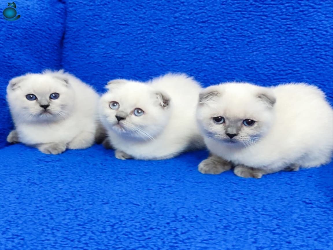 GÜZELLİM MİMNAKLAR TESLİME HAZIRDIR - Pet Patim