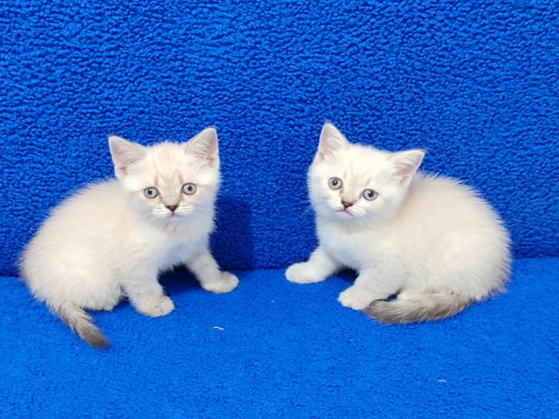KAÇMAZ GÜZELLİKTE MAVİ BONCUKLAR - Pet Patim
