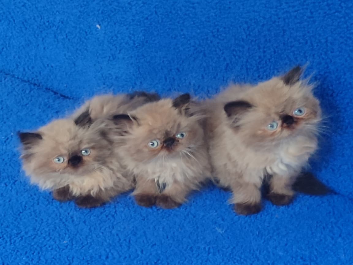 ARAMAKLA BULUNMAZ İRAN PONÇİKLER - Pet Patim