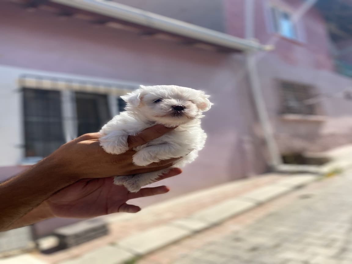 Korean Maltese Bebeklerimiz - Pet Patim