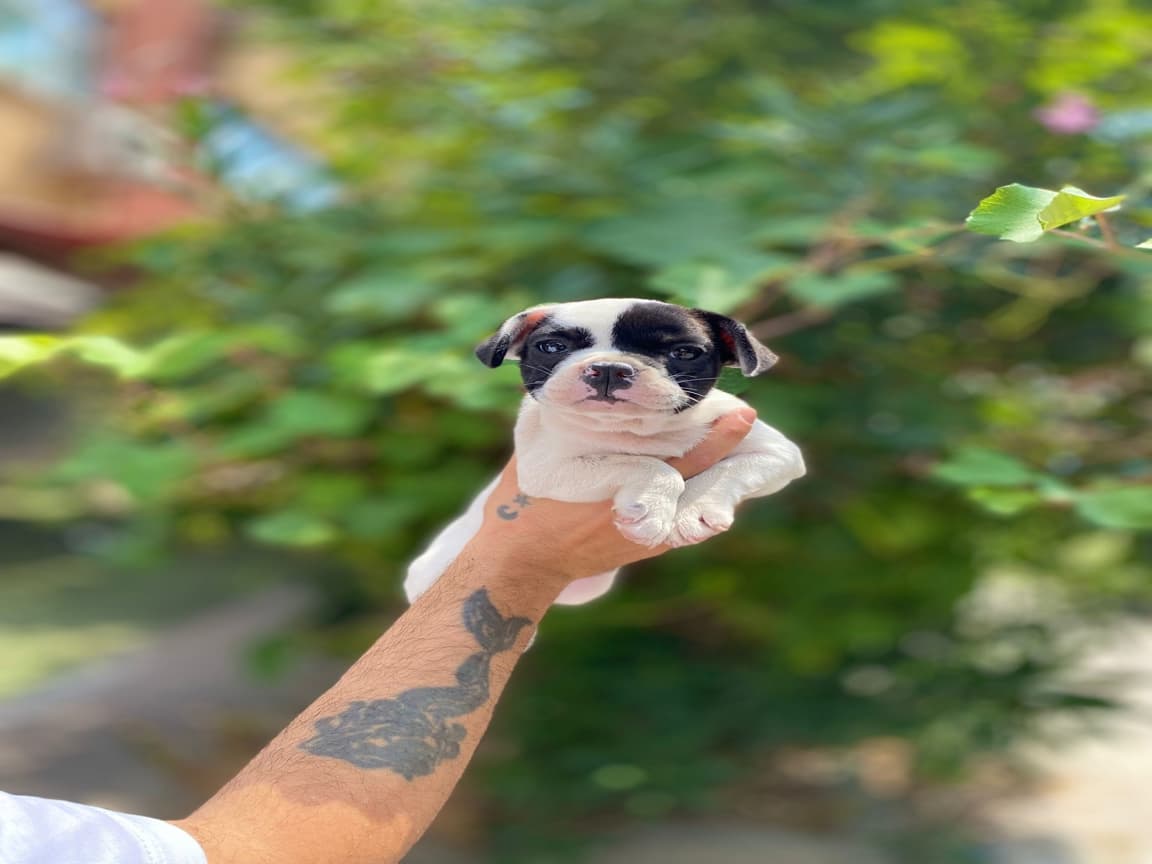 French buldog dişi yavrularım  - Pet Patim