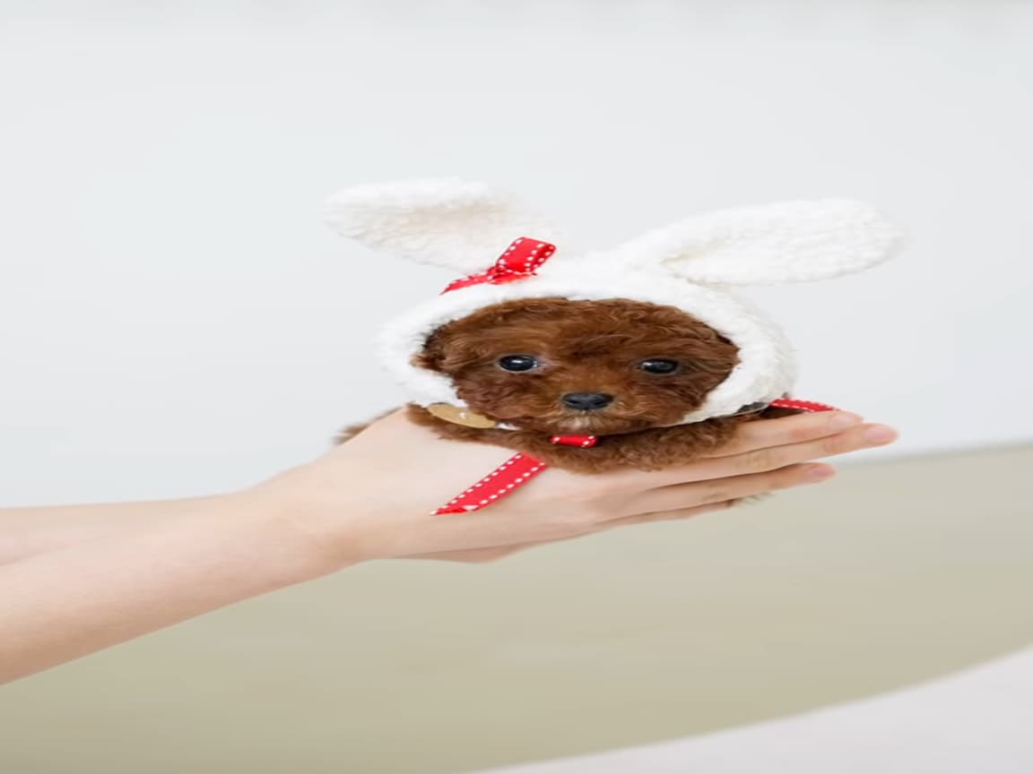 Toy Poodle Yavrularım Sağlık Ve Irk Garantilidir