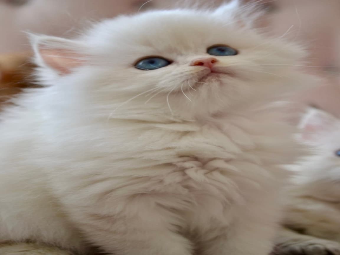 British Longhair Golden Point - Pet Patim
