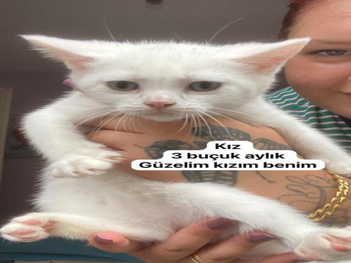 Yavrusunu arıyor - Pet Patim
