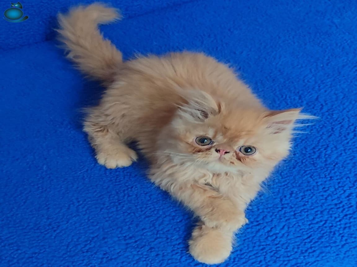 ORJİNAL İRAN ARAYIPTA BULAMAYAN ARKADAŞLAR BUYRUN - Pet Patim