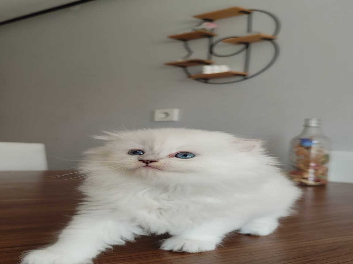 Yeni yuvasını arıyor  - Pet Patim