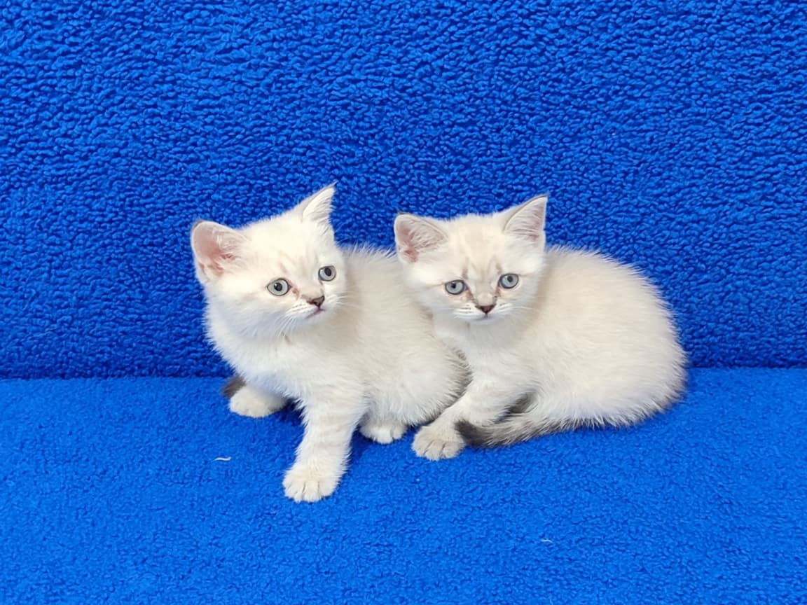 BU MAVİŞLER YENİ YUVASINI ARIYOR - Pet Patim