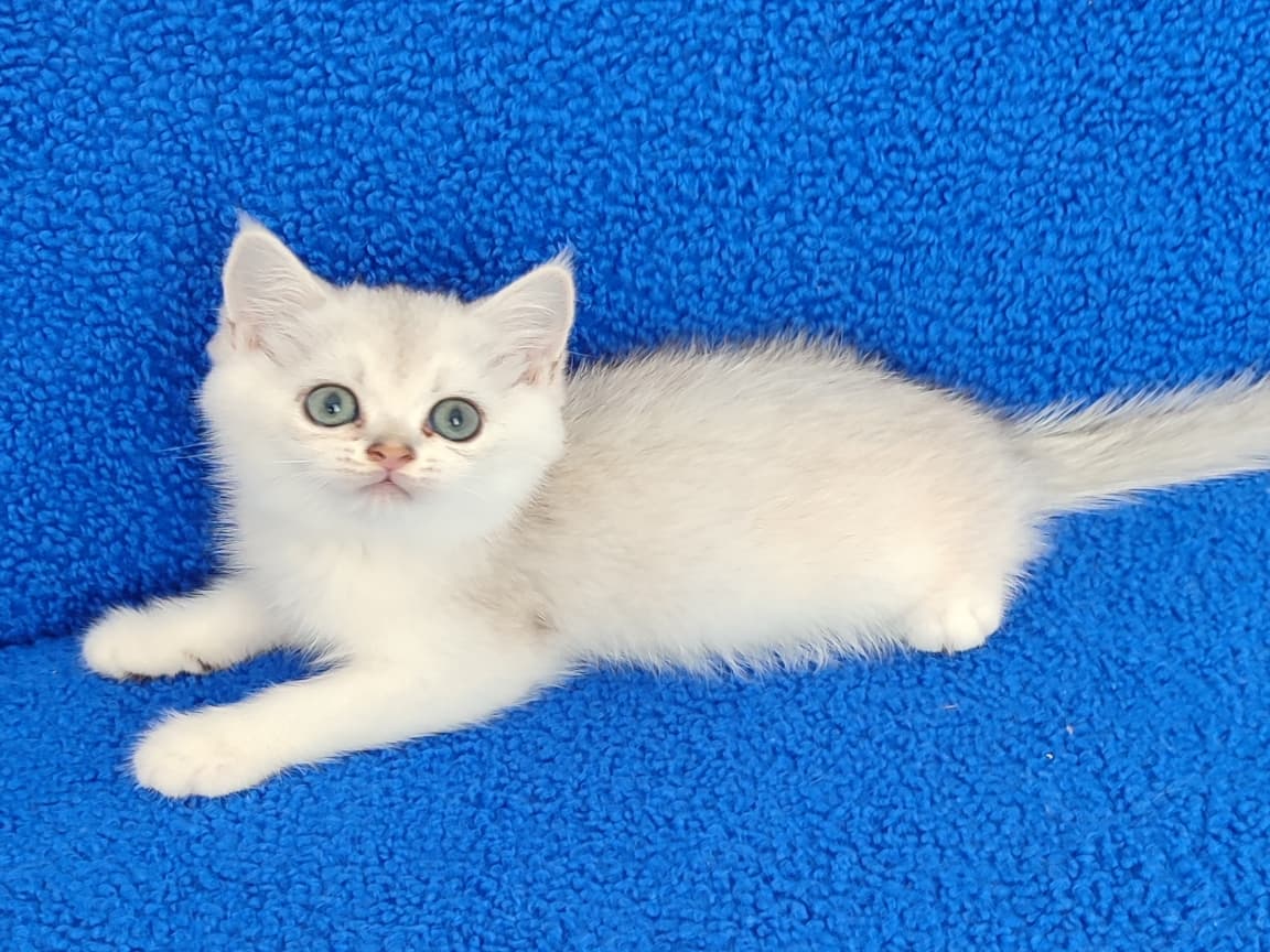 YENİ YUVASINA GİTMEYE HAZIR  BRİTİSH PONÇİK - Pet Patim