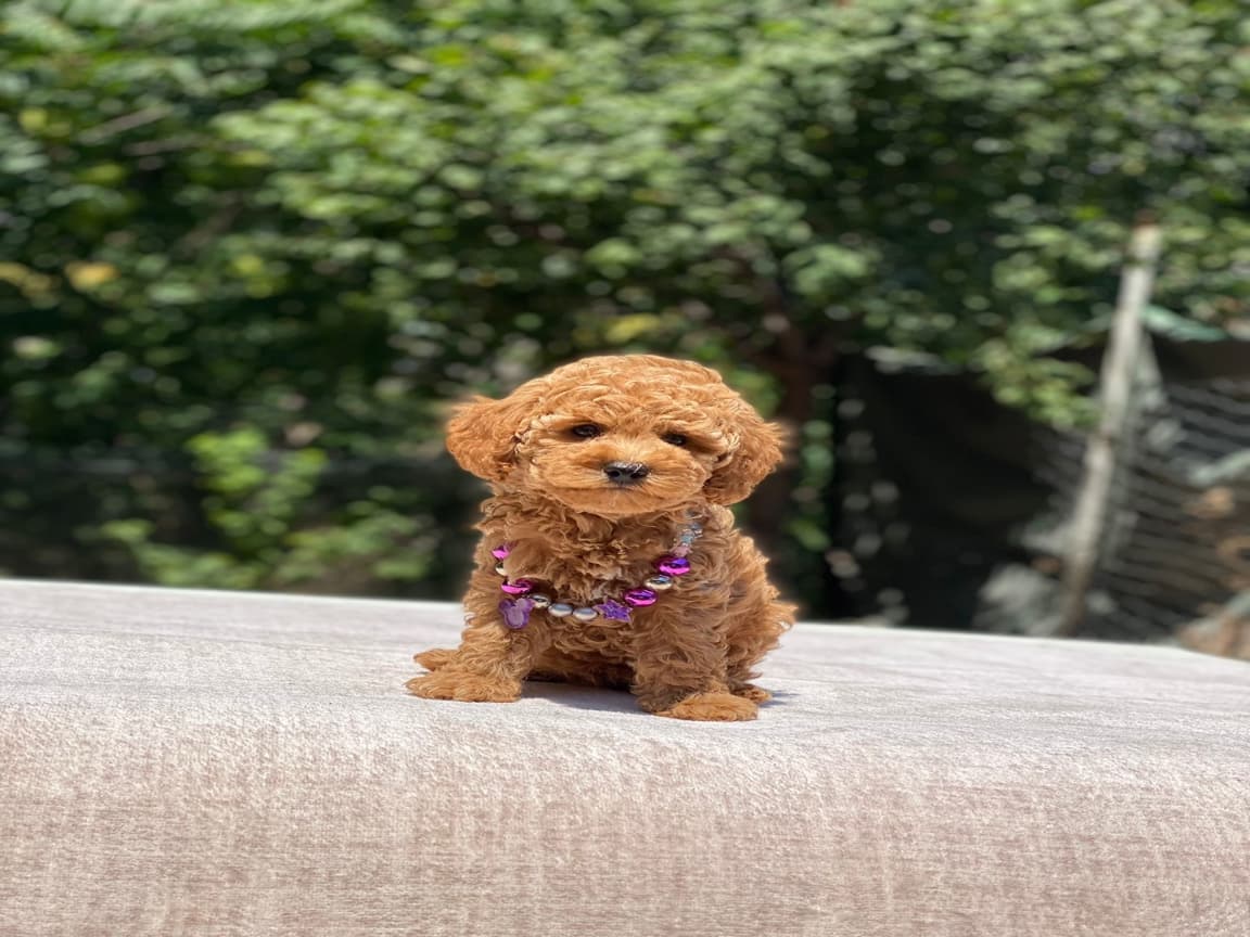 Toy poodle bebeklerim  - Pet Patim